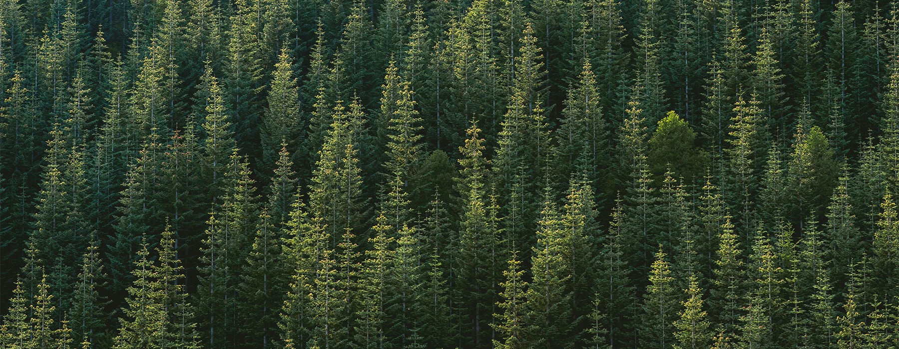 a forest of tree tops